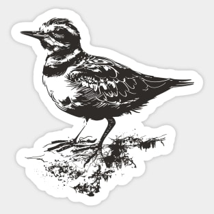 Hand drawn killdeer bird Sticker